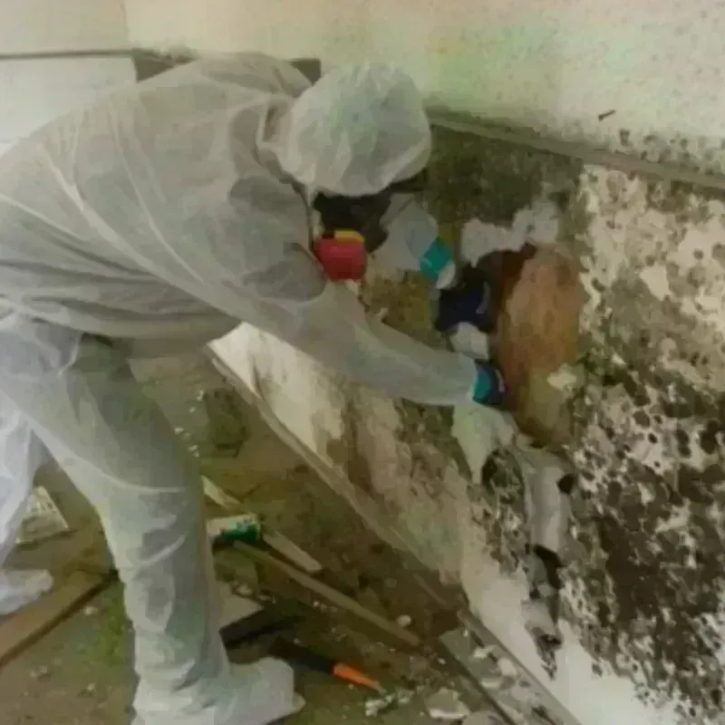 Mold Remediation and Removal in Walker, MN